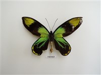 藏品(維多利亞鳳蝶)的圖片